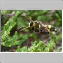 Cerceris rybyensis - Knotenwespe 37b mit Lasioglossum - Furchenbiene - Sandgrube Niedringhaussee.jpg